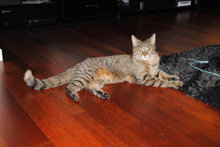 Blanding af racer Müsli billede 8