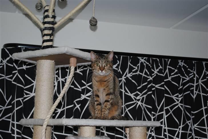 Blanding af racer Müsli billede 9