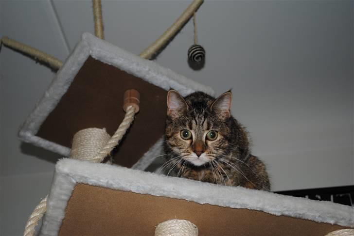 Blanding af racer Müsli billede 10