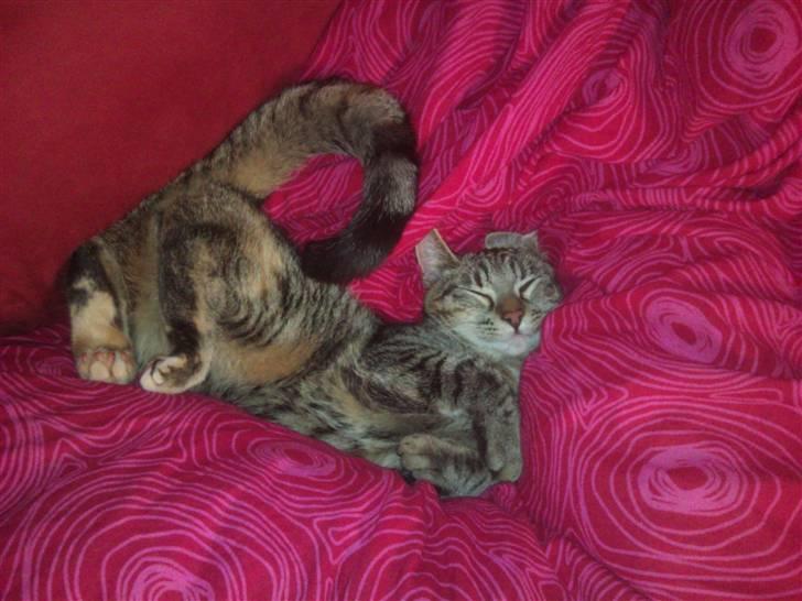 Blanding af racer spot billede 9