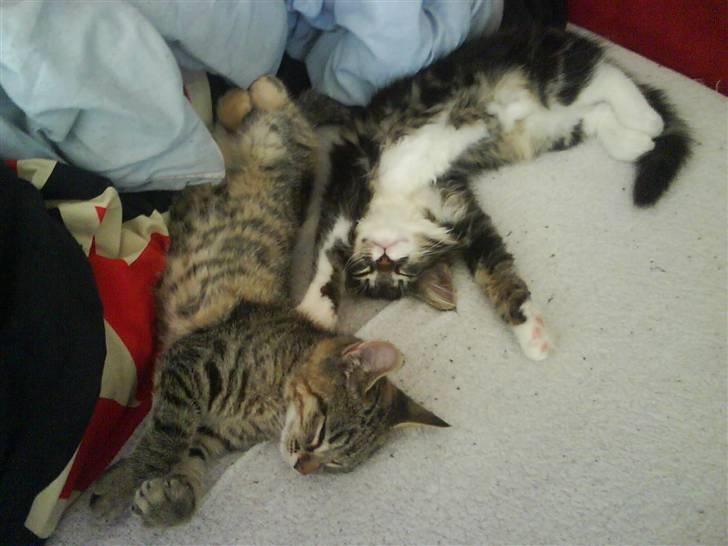 Blanding af racer spot billede 10