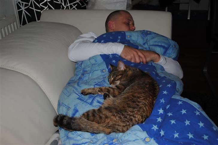 Blanding af racer Müsli billede 11