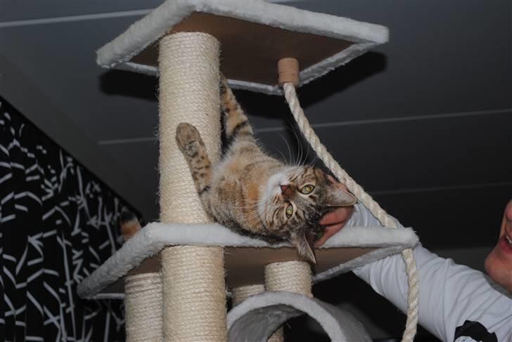 Blanding af racer Müsli billede 12