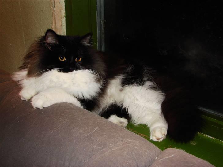 Blanding af racer Batkat billede 10