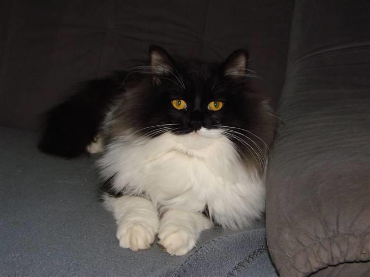 Blanding af racer Batkat billede 11