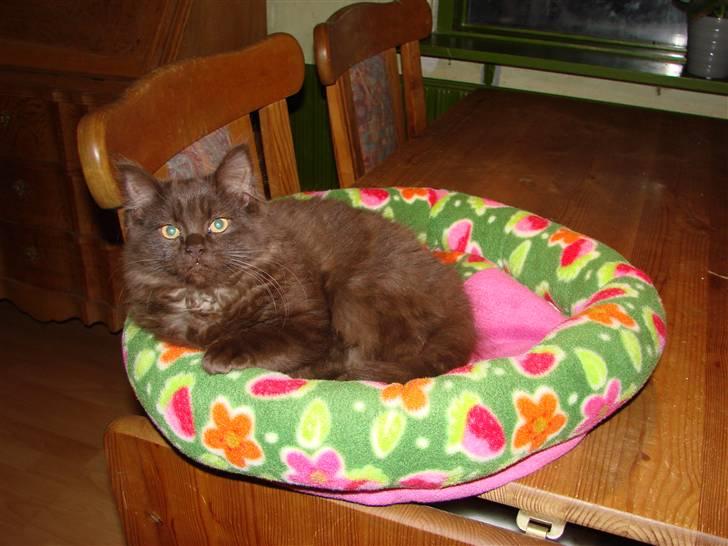 Blanding af racer Nougat - Dejlig blød seng på spisebordet.... billede 12