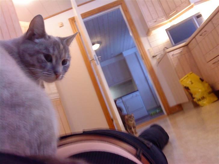 Blanding af racer Kira - Ahh... Sidder på ryggen af sin slave (mig). billede 7