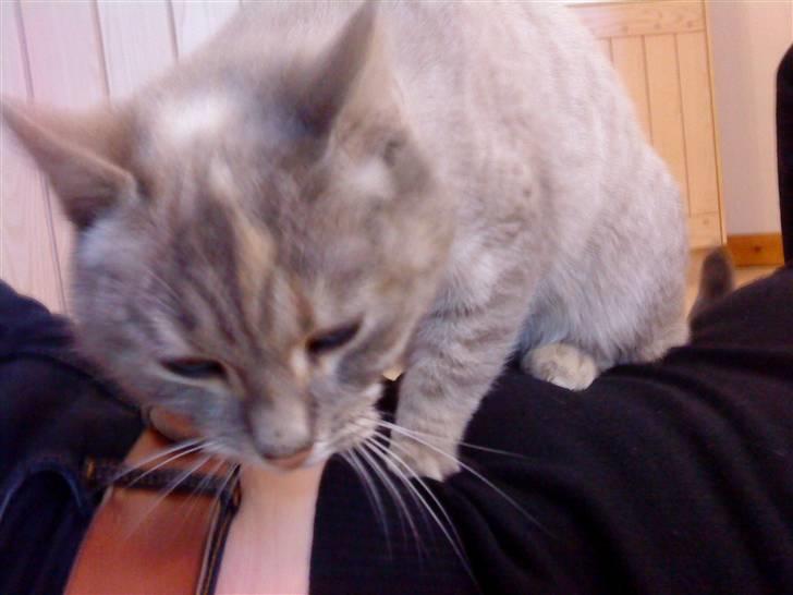 Blanding af racer Kira - Kira i pause-mode... Ældte ældte ældte :-D billede 8