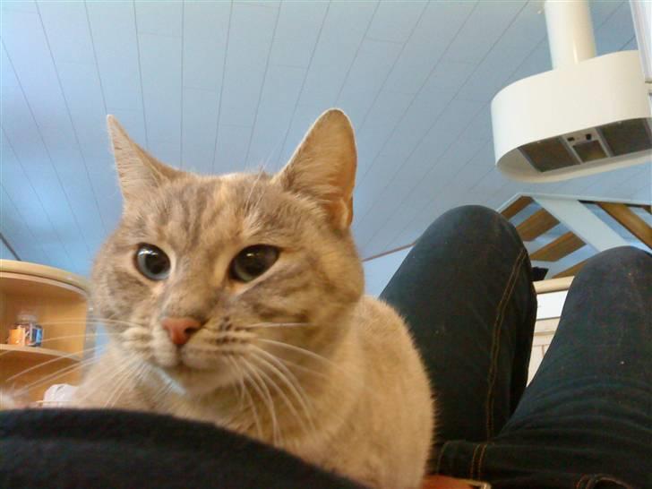 Blanding af racer Kira - Afslapning på slavens mave :-) tosse-mis billede 9