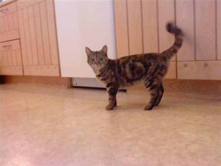 Blanding af racer Nala billede 6