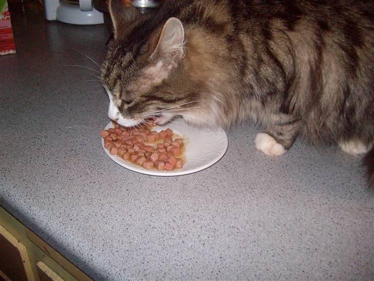 Blanding af racer malli R.I.P - um jeg spiser billede 6