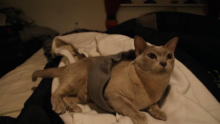 Burmeser Cleopatra - Far elsker at drille misserne, og det er Cleo ikke helt tilfreds med :P billede 20