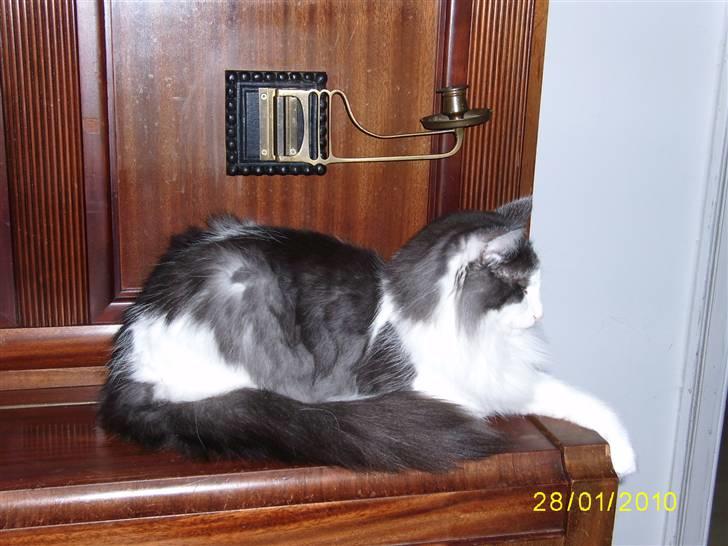 Norsk Skovkat Dk Buum-Cats Boldsen billede 7