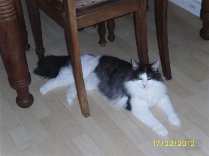 Norsk Skovkat Dk Buum-Cats Boldsen billede 8