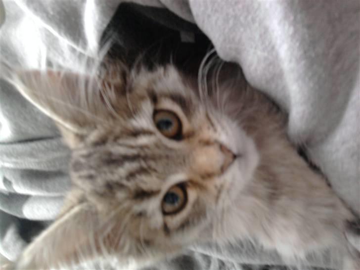 Maine Coon Bella billede 6