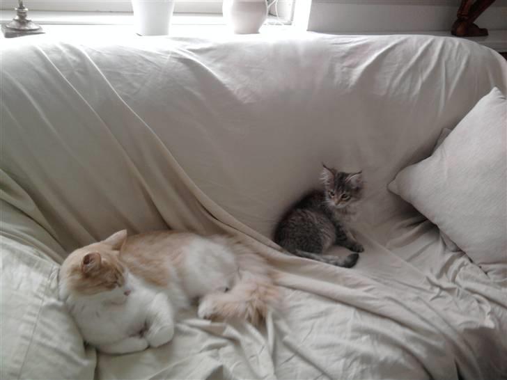 Maine Coon Bella - ligger lige og hygger med brormand  billede 7