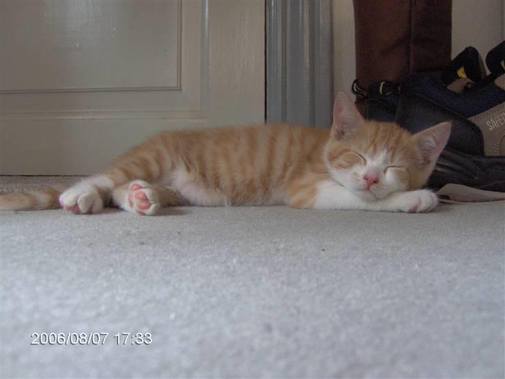 Huskat Bob billede 8