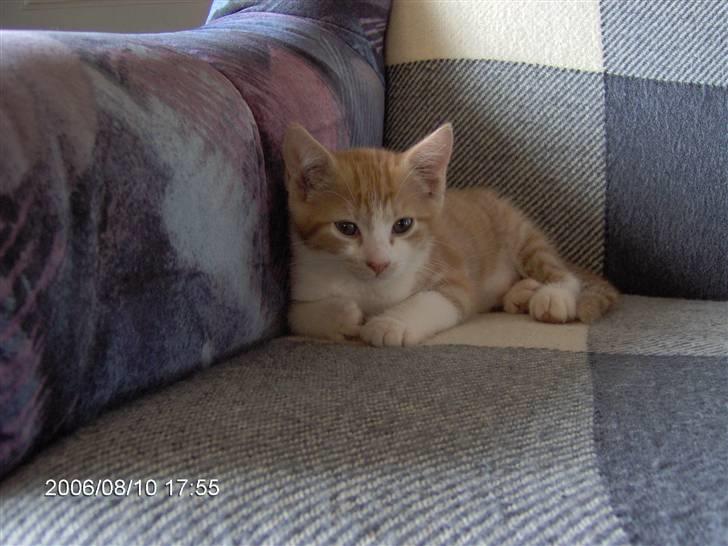 Huskat Bob billede 9