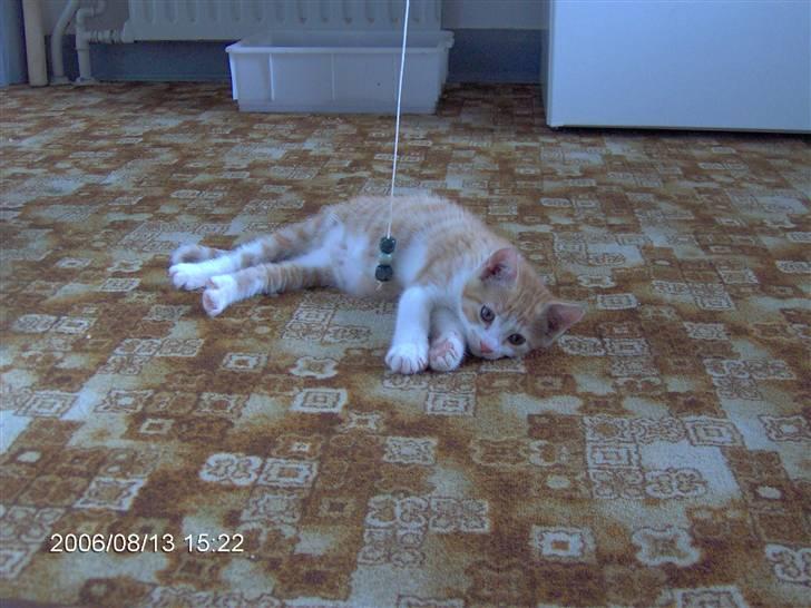 Huskat Bob billede 10