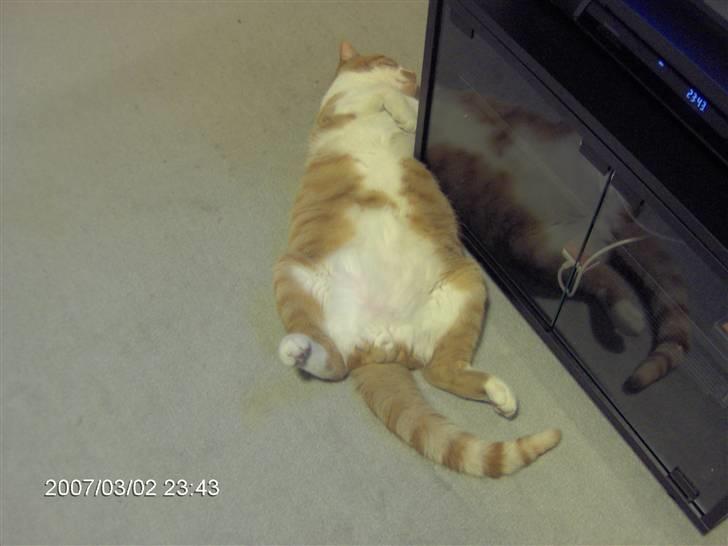 Huskat Bob billede 11