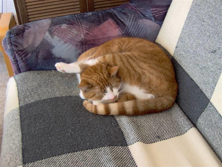 Huskat Bob billede 12