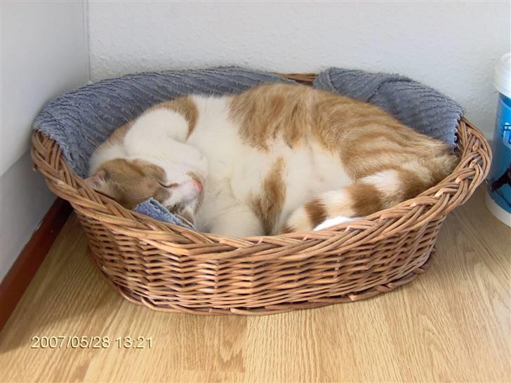 Huskat Bob billede 13