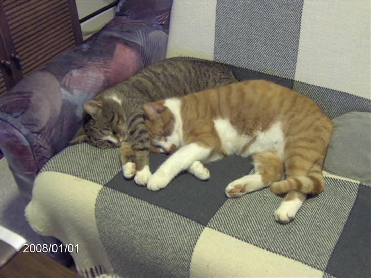 Huskat Bob billede 14