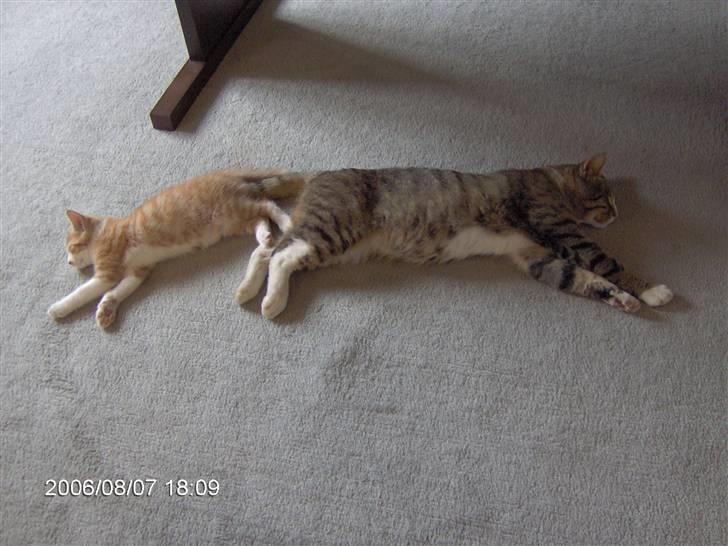 Huskat Nuser billede 8