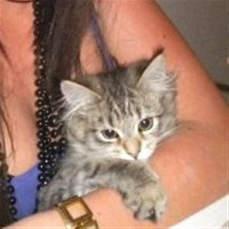 Maine Coon Bella billede 8