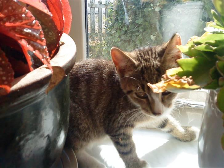 Huskat Rico(:<3 død - rico <3 billede 1