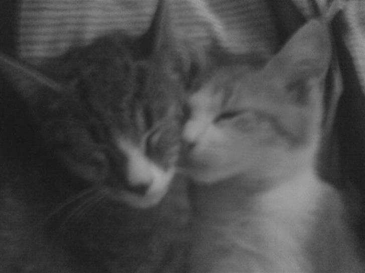 Huskat Rico(:<3 død - rico og bølle..  billede 2