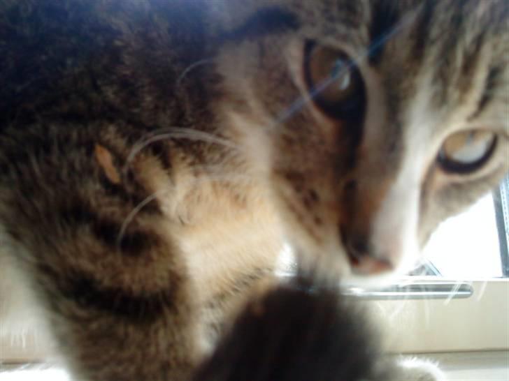 Huskat Rico(:<3 død billede 3