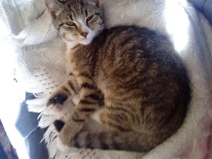 Huskat Rico(:<3 død billede 4