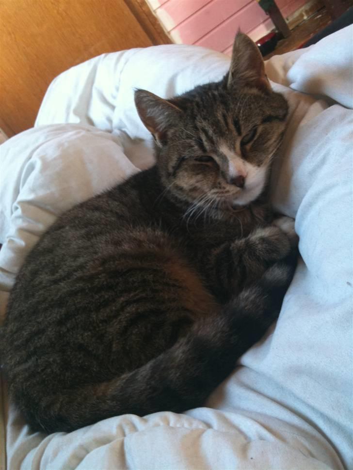 Huskat Rico(:<3 død billede 5