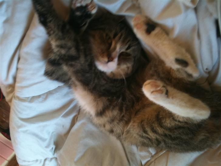 Huskat Rico(:<3 død billede 6