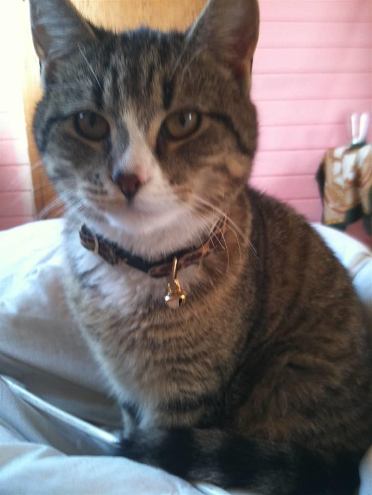 Huskat Rico(:<3 død billede 7