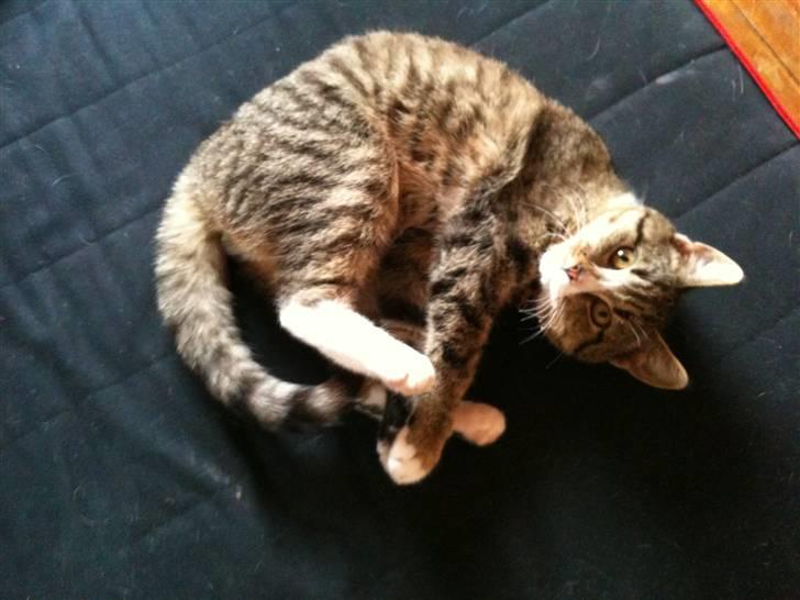 Huskat Rico(:<3 død billede 8