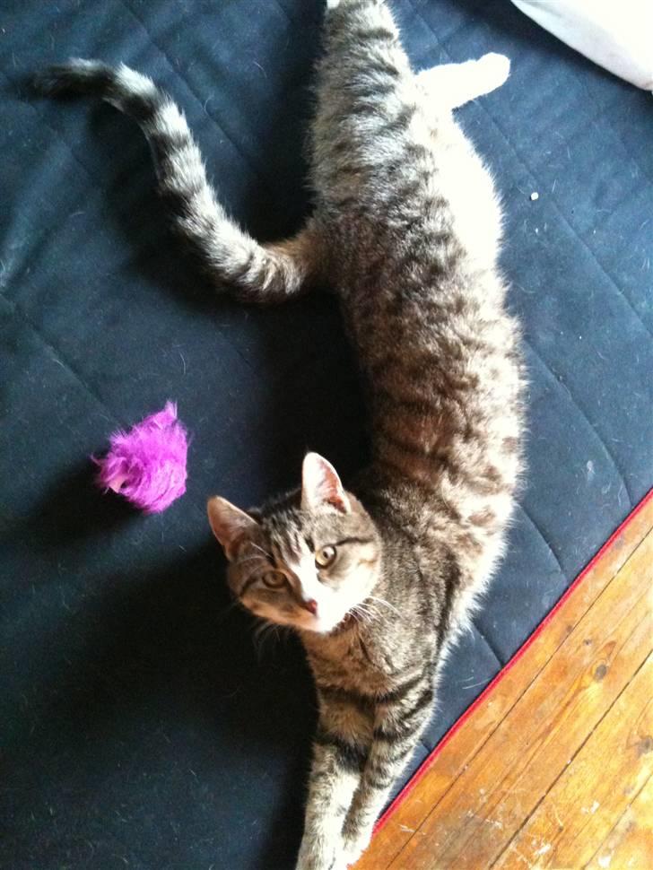 Huskat Rico(:<3 død billede 9