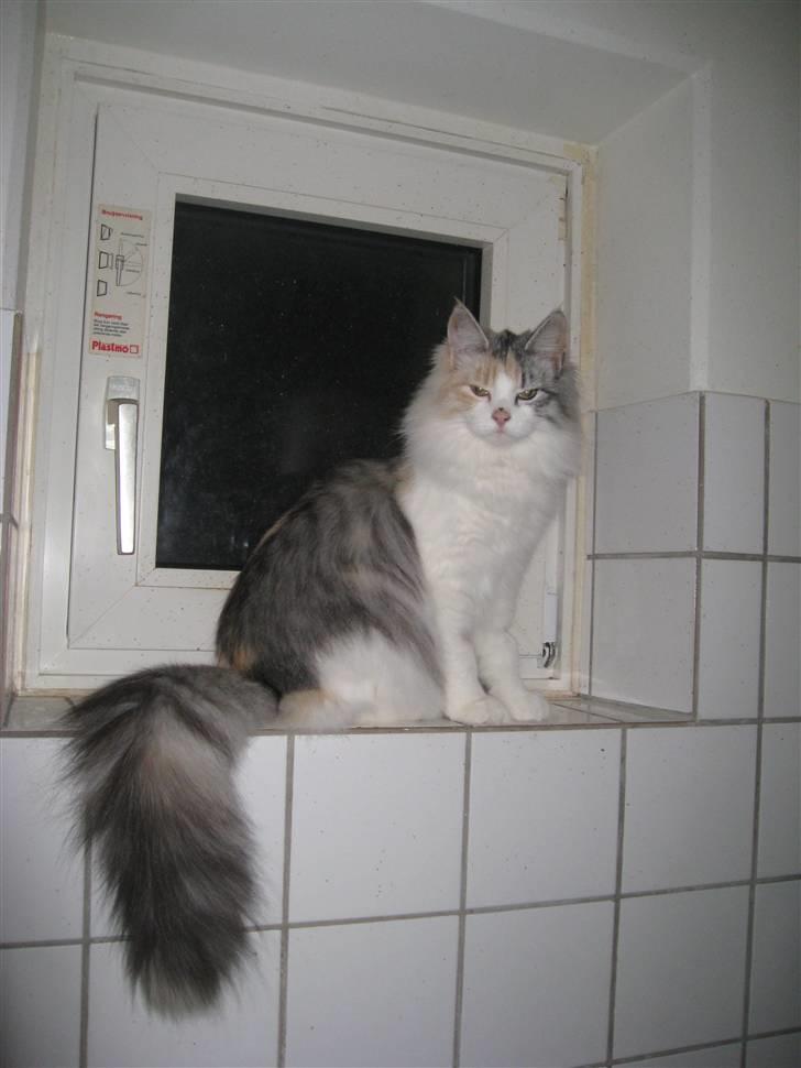 Blanding af racer / Norsk Skovkat Freya DØD billede 1