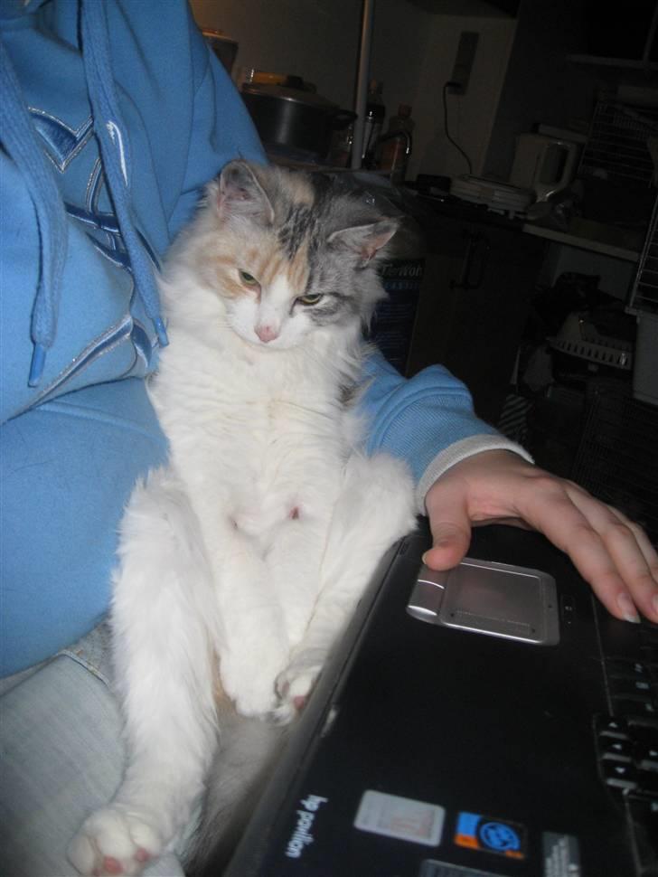 Blanding af racer / Norsk Skovkat Freya DØD billede 2