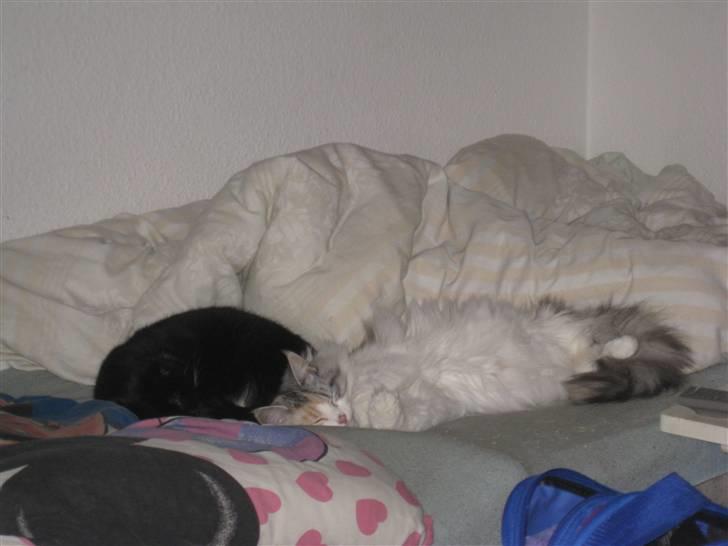 Blanding af racer / Norsk Skovkat Freya DØD billede 3