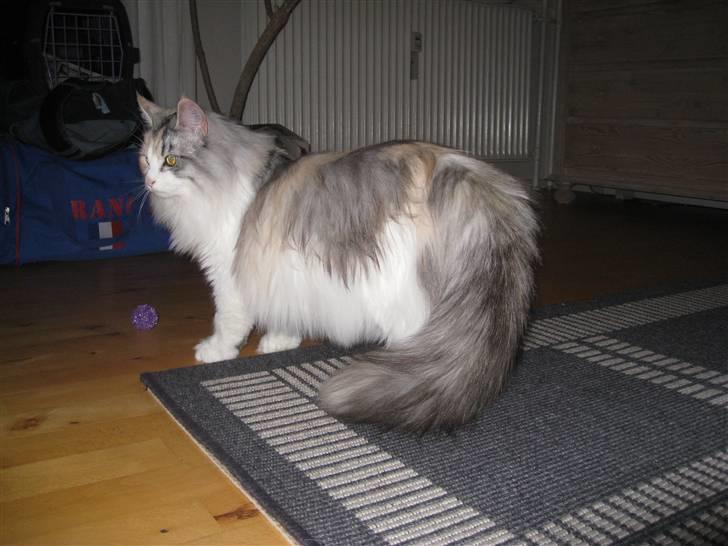 Blanding af racer / Norsk Skovkat Freya DØD billede 4