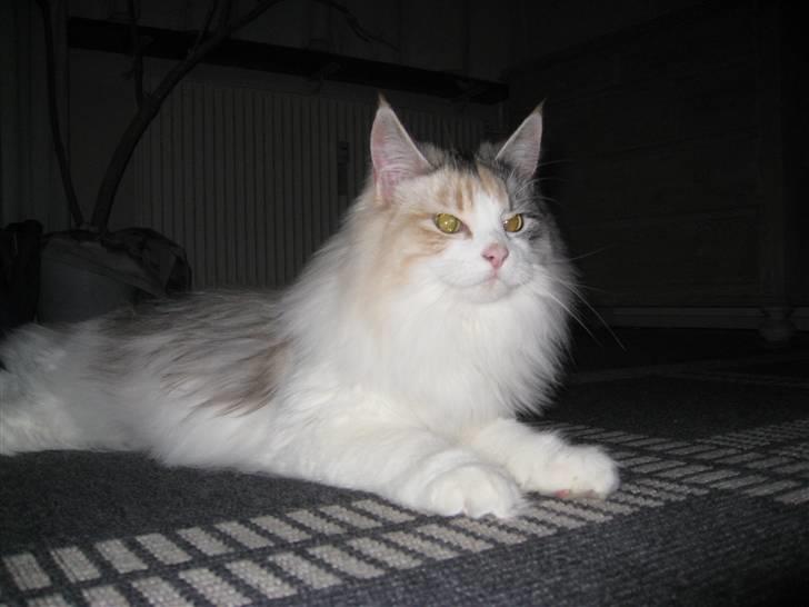 Blanding af racer / Norsk Skovkat Freya DØD billede 5