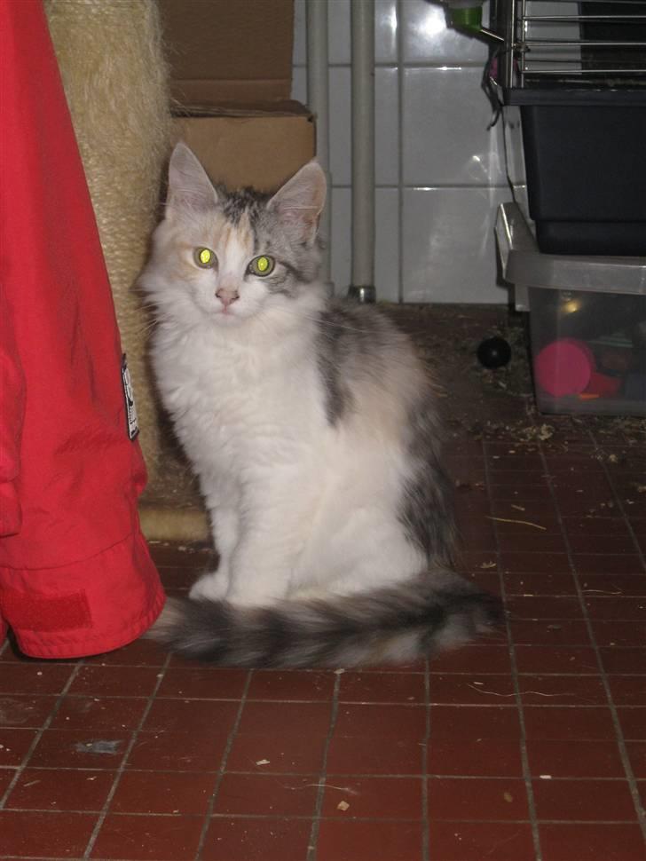 Blanding af racer / Norsk Skovkat Freya DØD billede 6