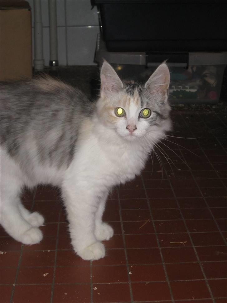 Blanding af racer / Norsk Skovkat Freya DØD billede 7