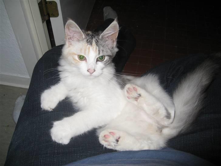 Blanding af racer / Norsk Skovkat Freya DØD billede 8