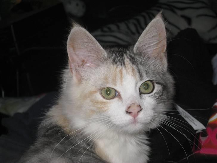 Blanding af racer / Norsk Skovkat Freya DØD billede 9