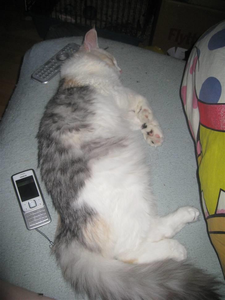 Blanding af racer / Norsk Skovkat Freya DØD billede 10