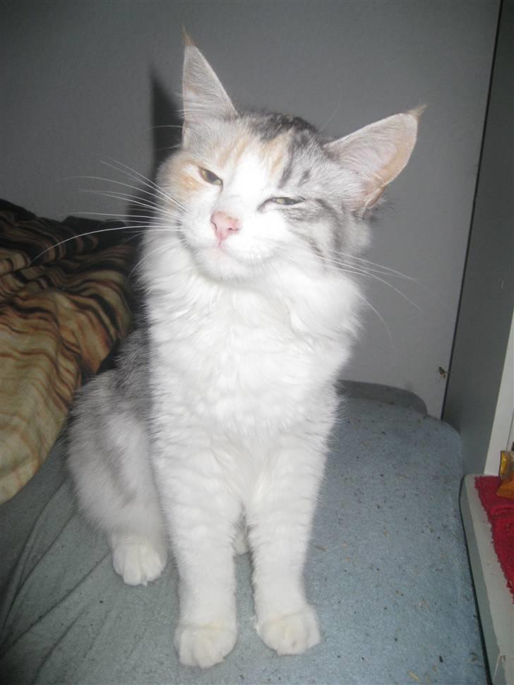 Blanding af racer / Norsk Skovkat Freya DØD billede 11