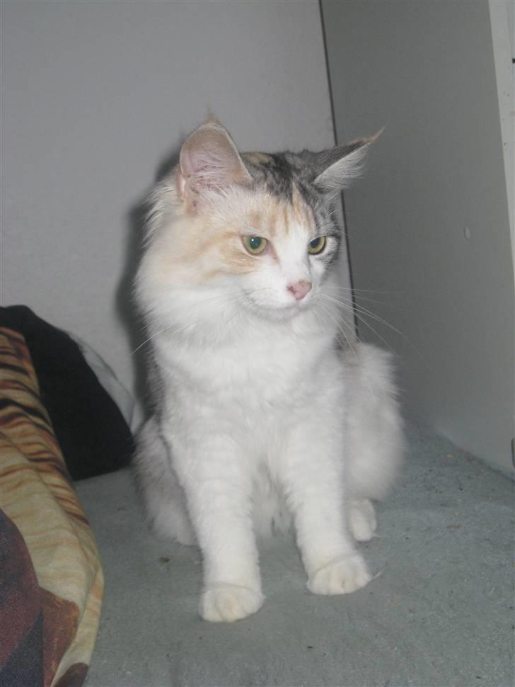 Blanding af racer / Norsk Skovkat Freya DØD billede 12